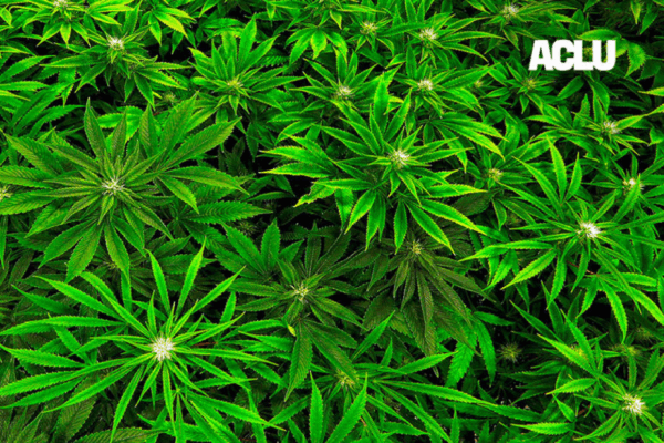 Marijuana image