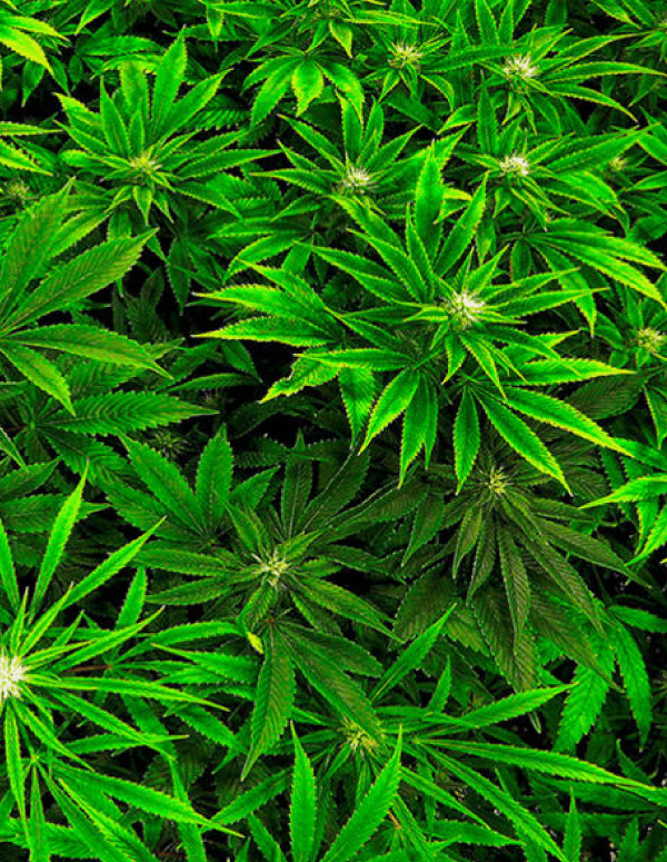 Marijuana image